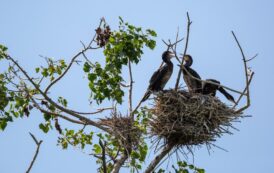 Protección de los ecosistemas: casi la mitad de las recomendaciones de la Estrategia de Biodiversidad de la UE ya están en vigor