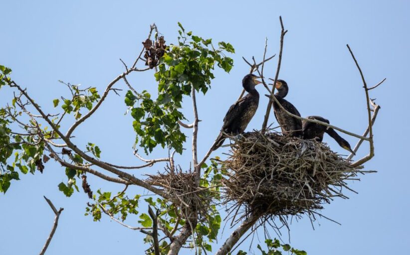 Protección de los ecosistemas: casi la mitad de las recomendaciones de la Estrategia de Biodiversidad de la UE ya están en vigor