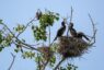 Protección de los ecosistemas: casi la mitad de las recomendaciones de la Estrategia de Biodiversidad de la UE ya están en vigor