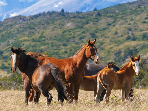 Caballos salvajes en el Parque Nacional Torres del Paine (Chile). Foto: PNUD