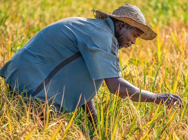 Un campesino cuida su siembra en Nigeria. © PNUD Nigeria