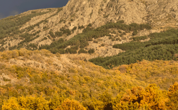 Calidad sobre cantidad: salvar los bosques significa proteger ecosistemas, no solo plantar árboles