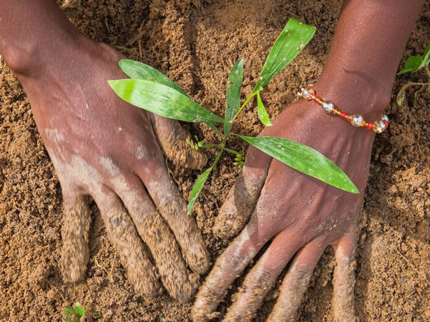 La degradación de la tierra cuesta al mundo casi un billón de dólares al año