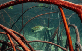 El mundo está lejos de cumplir sus metas para frenar la destrucción de la naturaleza