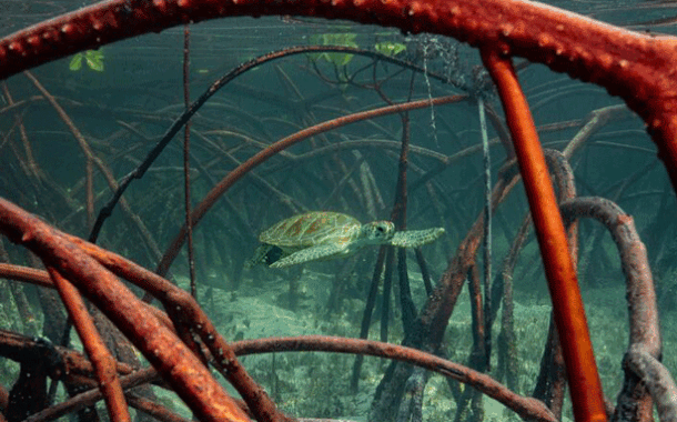 El mundo está lejos de cumplir sus metas para frenar la destrucción de la naturaleza