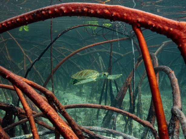 Una tortuga marina nada entre las raíces sumergidas de los manglares en aguas cristalinas, cerca de la superficie. Foto: © Ocean Image Bank/Olivier Clement